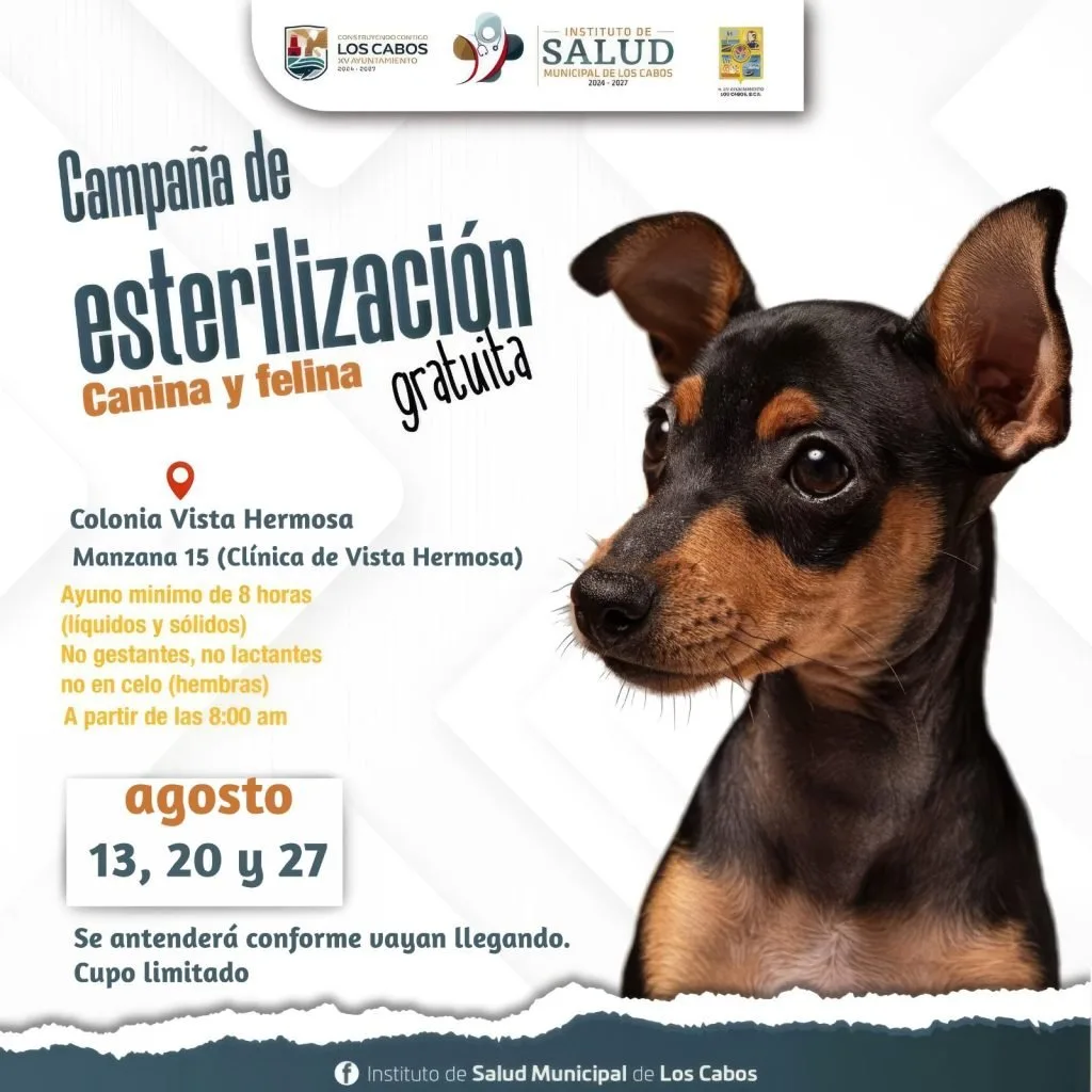 Perro y gato durante una jornada de esterilización gratuita en San José del Cabo