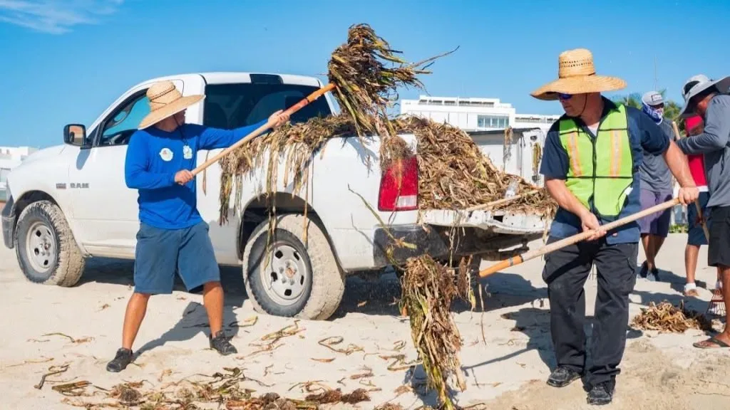 ZOFEMAT crew removing water hyacinth from a beach in San José del Cabo