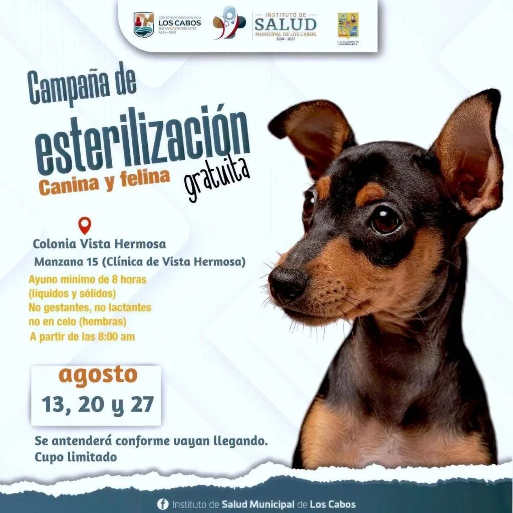 Free dog and cat sterilization campaign in Los Cabos