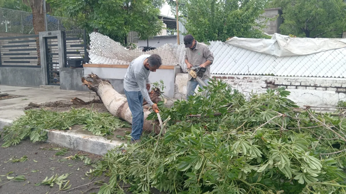 City crews remove branches and debris after rain in La Paz